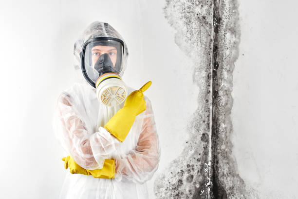 Asbestos and Lead Testing During Mold Inspection in Zillah, WA