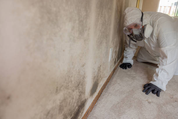 Why You Should Choose Our Mold Remediation Services in Zillah, WA